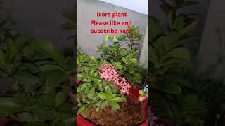 Ixora plant ke Barame thought 🤔🤔 [upl. by Akemyt]