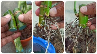 Multiply dieffenbachia plant from stem cutting100 successful method with update [upl. by Gayelord781]