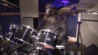 Cadbury Gorilla Advert Animatronic  Cadbury World [upl. by Echo]