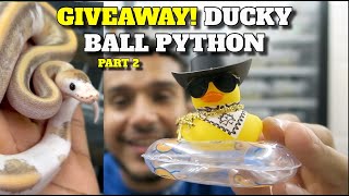 1000 Ball Python Giveaway Ducky Champagne Freeway Part 2 [upl. by Florian]