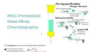 Protein expression amp purification techniques  overview of some common techniques amp typical workflow [upl. by Analaf]