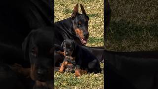 doberman dobermanpinscher puppies dobermanattack dobermanbarking dogbreeds canecorso hunter [upl. by Standley]