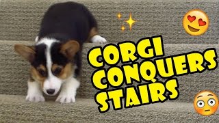 CORGI CONQUERS 163 STAIRS DESPITE SHORT LEGS  Life After College Ep 511 [upl. by Lulu]