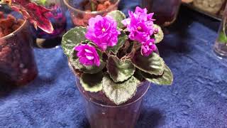 African Violet Blooming in Lava Rock [upl. by Ansilma665]