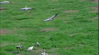 Common Crane Flying [upl. by Anjanette585]