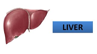 Liver Part1 Prof Ashfaqur Rahman [upl. by Henri]