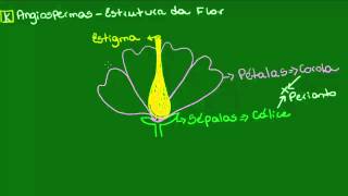 Hormônios à flor da pele 2 estradiol progesterona e testosterona  Dra Patricia Bretz [upl. by Nnaj797]