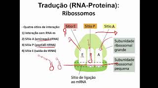 Quais são os sítios de ligação do ribossomo e como ele traduz o RNAm em proteina [upl. by Papageno]