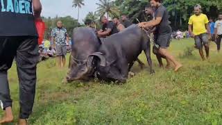 Goa bull fight redo hoddo 2024 bull fight Goa bull fight [upl. by Pentha700]