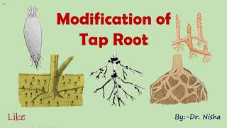 Tap Root Modification [upl. by Bora]