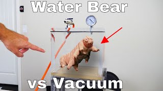 Putting Water Bears in a Vacuum Chamber to See if Water Bears Can Survive on the Moon [upl. by Treat]