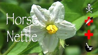 Horse Nettle Poison Medicinal amp Other Uses [upl. by Asel698]