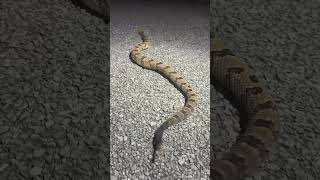 Canebrake Rattlesnake [upl. by Annoel]