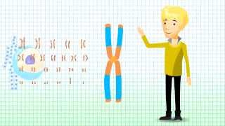 Understanding Chromosomal Translocation  Robertsonian Translocation v12 [upl. by Aciraj]