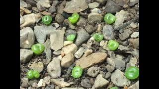 How To Grow Lithops From Seed Part 1 [upl. by Ira]