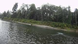 Quillayute River Coho Salmon Washington Coast [upl. by Conlen]