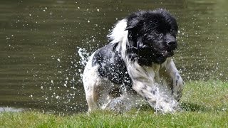 Newfoundland dog swimming [upl. by Sheley]