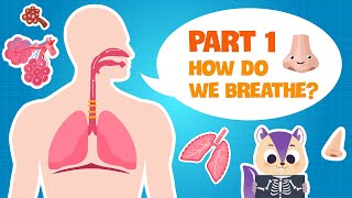 Biology  Secret of our Respiratory System PART 1  How do the Lungs work  Science for kids [upl. by Lizbeth]