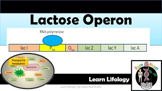 Lac Operon  Regulation of Lac Operon  Negative Regulation  positive Regulation [upl. by Yendic]