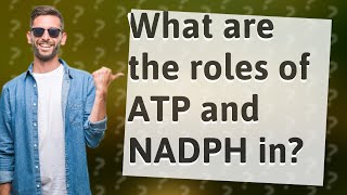 What are the roles of ATP and NADPH in [upl. by Sackey]