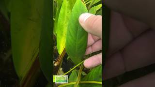 POTTED ANUBIAS LANCEOLATA MEGA HARDY BACKGROUND PLANT 5 HUGE LEAVES [upl. by Luoar]