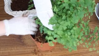 RePotting Maidenhair Fern For A Reptile Terrarium [upl. by Frodina34]