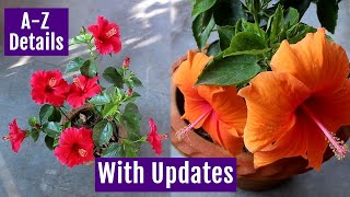 See How to Grow amp Care Hibiscus Plant at Home Perfectly [upl. by Field]