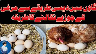 Gawon Mein Murgi Key Bachay Nikalney Ka Desi Tarika  Egg Hatching  Aslam Khokhar  Saraiki Mitha [upl. by Evol]