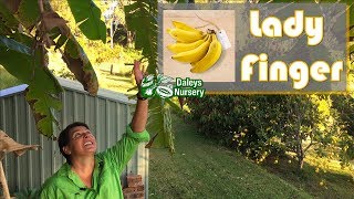 Growing Banana Plants in Australia [upl. by Bond]