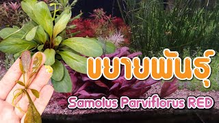 ใช้แค่ใบขยายพันธุ์ต้น Samolus Parviflorus RED [upl. by Notgnirra]