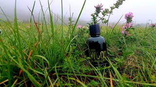 Dsquared2 Green Wood  Parfumeria GaVo [upl. by Ettenaj632]