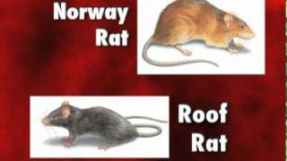 Diseases Carried by Rats and Mice  Orkin Pest Control [upl. by Gnek]