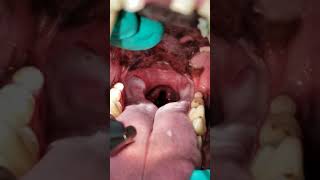 Laryngeal Paralysis Dog Video Lar Par in Dogs [upl. by Ira]