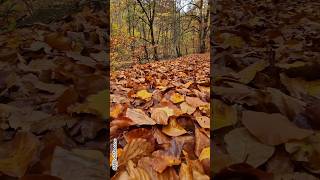 Toamna in Cheile Vârghișului Harghita Romania mountains calatorii shortsfeed shortsvideo [upl. by Rachaba286]