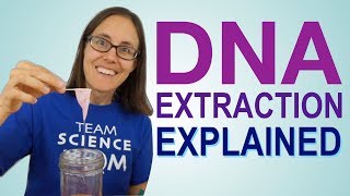 DNA Extraction Explained [upl. by Kerwin447]