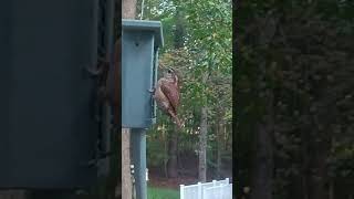 Carolina Wren Snacks at the Suet Feeder [upl. by Eugen]