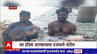 Sangli Krushna River  सांगलीच्या कृष्णा नदी पात्रात लाखो मृत माशांचा खच  ABP Majha [upl. by Ordnassela473]