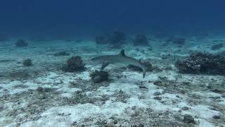 White tip Shark closeup in Malapascua with Atlas Divers  Philippines 3092024 [upl. by Aleakam]