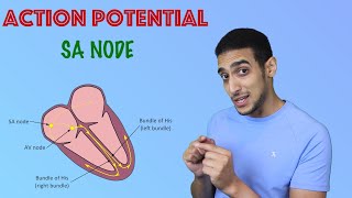 SA node Action potential شرح بالعربي [upl. by Yasmin444]