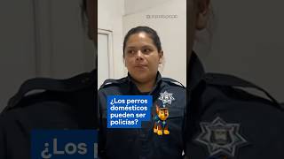 ¿Los perros domésticos o callejeros pueden ser perros policía 🐶🚔 [upl. by Gabrielle]