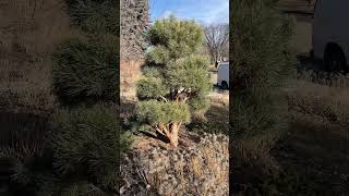 Three Hardy Small Trees for Small Spaces arboristtips [upl. by Risley]