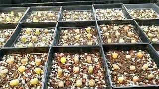 Repotting Lithops Seedlings [upl. by Aitenev]