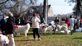 How to Train a Great Pyrenees Dog  Dog Obedience Training [upl. by Nrehtac]