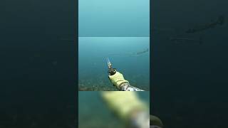 Spearfishing BIG Barracudas shorts youtubeshorts spearfishing stlucia 758 [upl. by Anna-Maria]