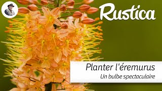 Planter des érémurus [upl. by Ivz]