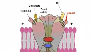 Neurotransmisor aminoácido GLICINA [upl. by Nnaaihtnyc]