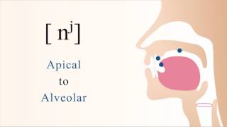 nʲ  voiced palatalized apical alveolar nasal stop [upl. by Gabey]