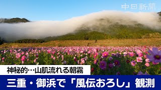 神秘的…山肌流れる朝霧 三重・御浜で「風伝おろし」観測 [upl. by Tiras472]