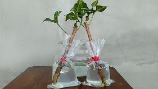 Croton Plant Propagation by Cuttings with Water [upl. by Enitsud]