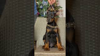 European Doberman puppy nightmaredobermans venomkennels dog puppy [upl. by Aylmar]